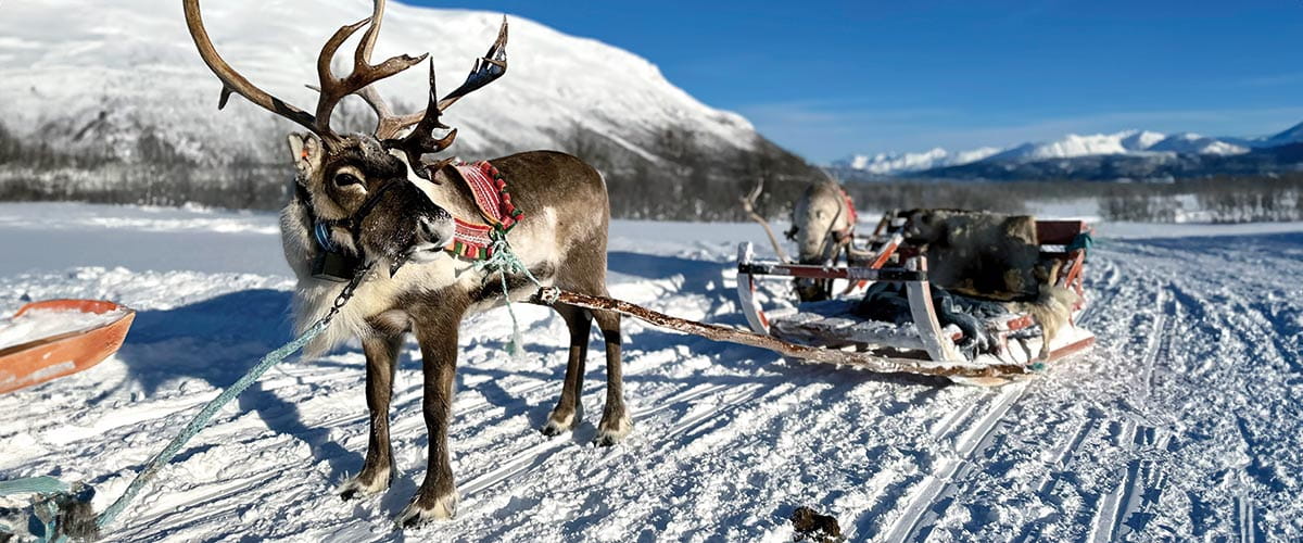 Reindeer sledding